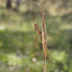 Leucauge dromedaria at Mount Painter - 13 Feb 2024 08:41 AM