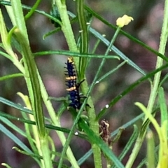 Harmonia conformis (Common Spotted Ladybird) at Farrer Ridge NR  (FAR) - 15 Feb 2024 by melchapman