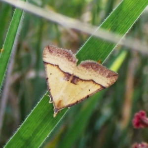 Anachloris subochraria at Mount Painter - 13 Feb 2024