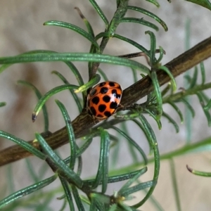 Harmonia conformis at Farrer Ridge NR  (FAR) - 15 Feb 2024 03:24 PM