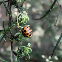 Harmonia conformis at Farrer Ridge NR  (FAR) - 15 Feb 2024 03:24 PM