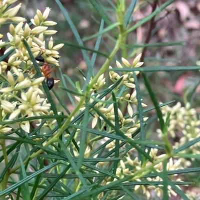 Camponotus consobrinus (Banded sugar ant) at Farrer Ridge NR  (FAR) - 15 Feb 2024 by melchapman