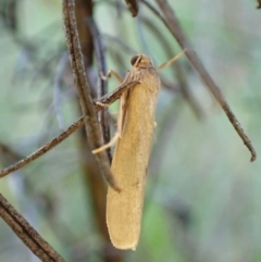 Scoliacma nana (Diminutive Footman) at Mount Painter - 12 Feb 2024 by CathB