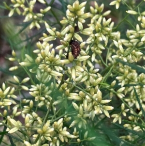 Harmonia conformis at Undefined Area - 15 Feb 2024 03:45 PM