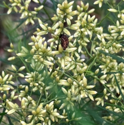 Harmonia conformis (Common Spotted Ladybird) at Farrer, ACT - 15 Feb 2024 by melchapman