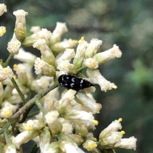 Mordellidae (family) at Farrer Ridge NR  (FAR) - 15 Feb 2024