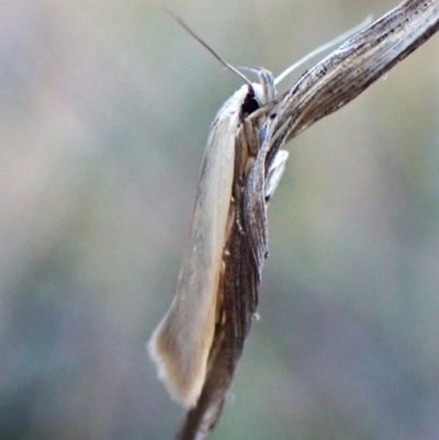 Unidentified Concealer moth (Oecophoridae) at Mount Painter - 12 Feb 2024 by CathB
