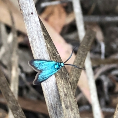 Pollanisus (genus) (A Forester Moth) at Farrer, ACT - 15 Feb 2024 by melchapman