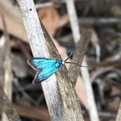 Pollanisus (genus) at Farrer Ridge NR  (FAR) - 15 Feb 2024