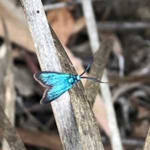 Pollanisus (genus) at Farrer Ridge NR  (FAR) - 15 Feb 2024