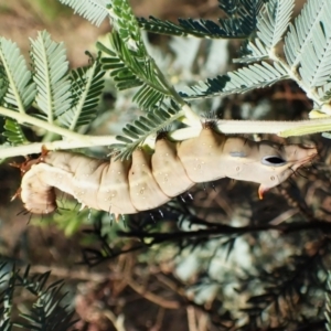 Neola semiaurata at Mount Painter - 13 Feb 2024