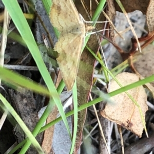 Scopula rubraria at Farrer Ridge NR  (FAR) - 15 Feb 2024