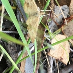 Scopula rubraria (Reddish Wave, Plantain Moth) at Farrer Ridge NR  (FAR) - 15 Feb 2024 by melchapman