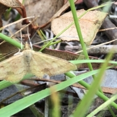 Scopula rubraria at Farrer Ridge NR  (FAR) - 15 Feb 2024