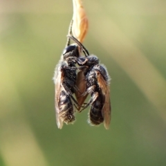 Apiformes (informal group) (Unidentified bee) at Cook, ACT - 12 Feb 2024 by CathB