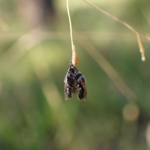 Apiformes (informal group) at Mount Painter - 13 Feb 2024