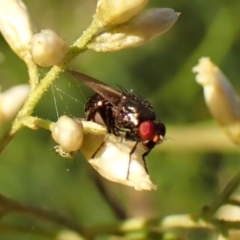 Lauxaniidae (family) at Mount Painter - 13 Feb 2024 by CathB