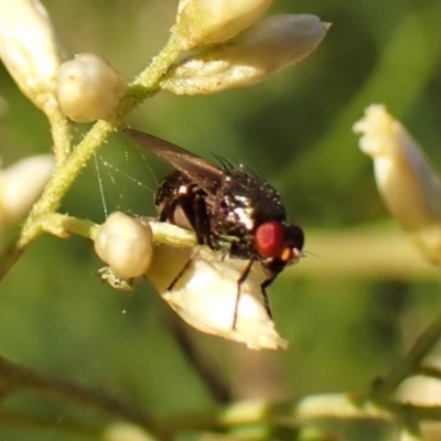 Lauxaniidae (family) at Mount Painter - 12 Feb 2024 by CathB