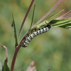 Phalaenoides tristifica (Willow-herb Day-moth) at Namadgi National Park - 13 Feb 2024 by RAllen