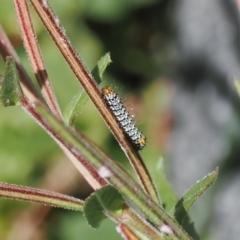 Phalaenoides tristifica at Namadgi National Park - 13 Feb 2024