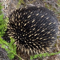 Tachyglossus aculeatus (Short-beaked Echidna) at Denman Prospect, ACT - 15 Feb 2024 by SteveBorkowskis