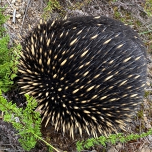 Tachyglossus aculeatus at Molonglo River Reserve - 15 Feb 2024