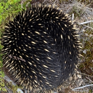 Tachyglossus aculeatus at Molonglo River Reserve - 15 Feb 2024