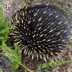 Tachyglossus aculeatus at Molonglo River Reserve - 15 Feb 2024