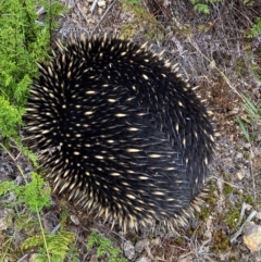 Tachyglossus aculeatus at Molonglo River Reserve - 15 Feb 2024 02:31 PM