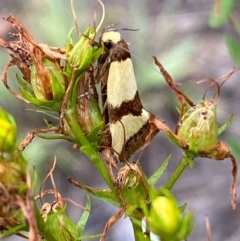 Chrysonoma fascialis (A concealer moth) at Bluetts Block Area - 15 Feb 2024 by SteveBorkowskis