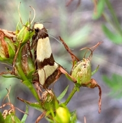 Chrysonoma fascialis at Bluetts Block (402, 403, 12, 11) - 15 Feb 2024