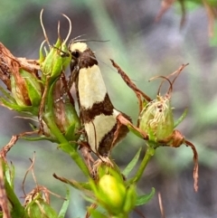 Chrysonoma fascialis at Bluetts Block (402, 403, 12, 11) - 15 Feb 2024 01:40 PM