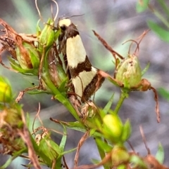 Chrysonoma fascialis at Bluetts Block (402, 403, 12, 11) - 15 Feb 2024 01:40 PM