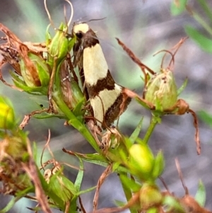 Chrysonoma fascialis at Bluetts Block (402, 403, 12, 11) - 15 Feb 2024