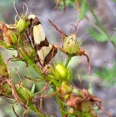 Chrysonoma fascialis at Bluetts Block (402, 403, 12, 11) - 15 Feb 2024