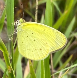 Eurema smilax at Bluetts Block (402, 403, 12, 11) - 15 Feb 2024