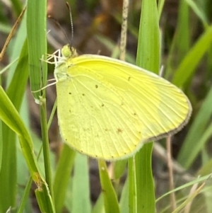 Eurema smilax at Bluetts Block (402, 403, 12, 11) - 15 Feb 2024