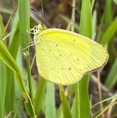 Eurema smilax at Bluetts Block (402, 403, 12, 11) - 15 Feb 2024