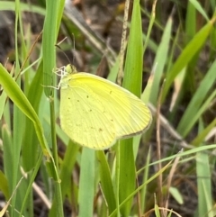 Eurema smilax at Bluetts Block (402, 403, 12, 11) - 15 Feb 2024