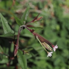 Epilobium ciliatum at Namadgi National Park - 13 Feb 2024 01:51 PM