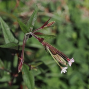 Epilobium ciliatum at Namadgi National Park - 13 Feb 2024 01:51 PM