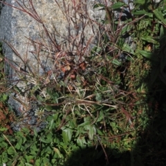 Epilobium ciliatum at Namadgi National Park - 13 Feb 2024 01:51 PM