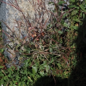 Epilobium ciliatum at Namadgi National Park - 13 Feb 2024 01:51 PM