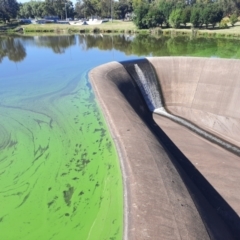 Alga / Cyanobacterium at Greenway, ACT - 11 Feb 2024 by MB