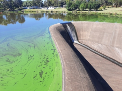 Alga / Cyanobacterium at Greenway, ACT - 12 Feb 2024 by MB