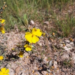 Hibbertia obtusifolia (Grey Guinea-flower) at QPRC LGA - 26 Oct 2021 by MB