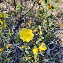 Hibbertia obtusifolia (Grey Guinea-flower) at Farrer Ridge - 23 Oct 2021 by MB