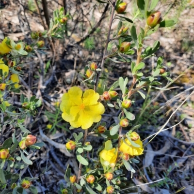 Hibbertia obtusifolia (Grey Guinea-flower) at Farrer Ridge - 24 Oct 2021 by MB