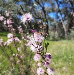 Kunzea parvifolia (Violet Kunzea) at Farrer, ACT - 23 Oct 2021 by MB