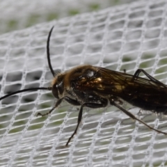 Thynninae (subfamily) (Smooth flower wasp) at QPRC LGA - 13 Feb 2024 by DianneClarke
